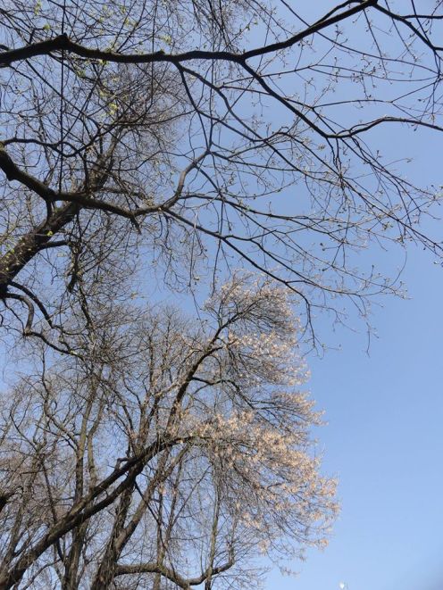 Clear blue spring sky from Krakow Poland, by Cami K.